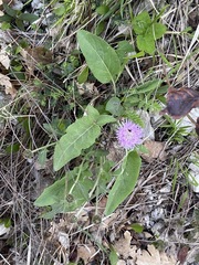 Psephellus leucophyllus