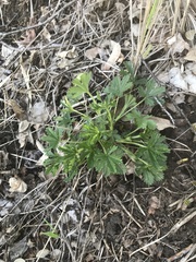 Potentilla intermedia