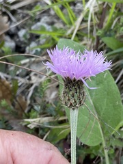 Psephellus leucophyllus