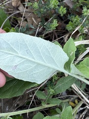 Psephellus leucophyllus