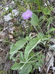 Psephellus leucophyllus
