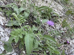 Psephellus leucophyllus