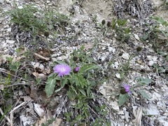 Psephellus leucophyllus