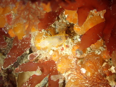 Crimora papillata