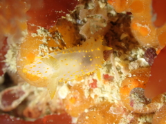 Crimora papillata