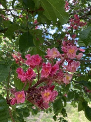 Aesculus × carnea
