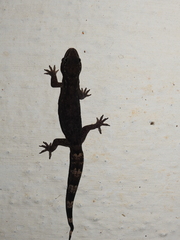Dravidogecko