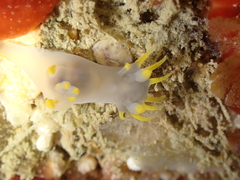 Polycera kernowensis