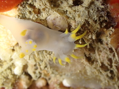 Polycera kernowensis