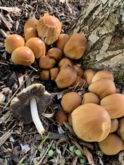 Coprinellus micaceus