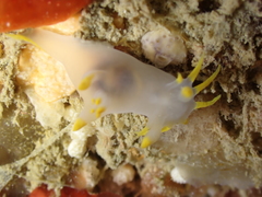 Polycera kernowensis