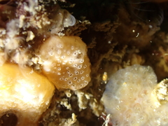 Polyclinidae
