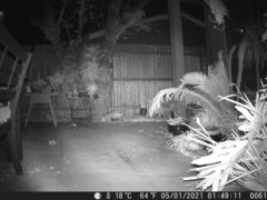 Didelphis virginiana