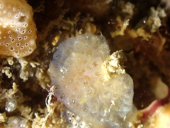 Aplidium glabrum
