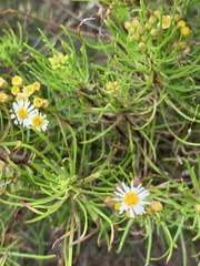 Darwiniothamnus tenuifolius