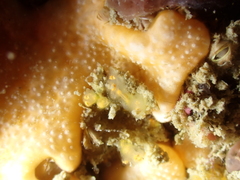 Pycnoclavella aurilucens