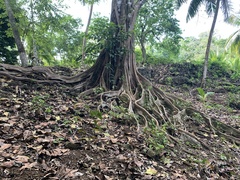 Ficus costaricana