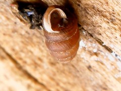 Pupilla muscorum