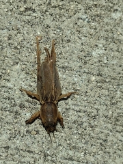 Neoscapteriscus borellii