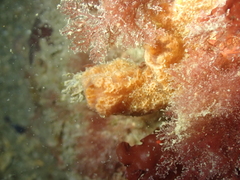 Ulosa digitata