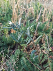 Buglossoides incrassata