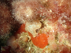 Morchellium argus