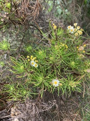 Darwiniothamnus tenuifolius