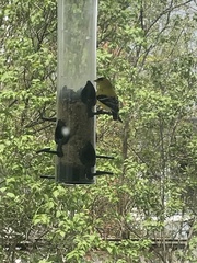 Spinus tristis