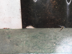 Dravidogecko