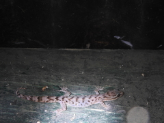 Dravidogecko