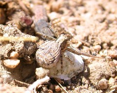Xysticus