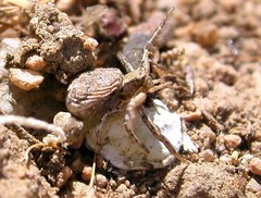 Xysticus