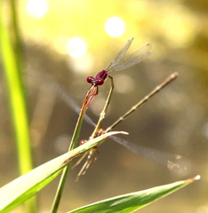 Enallagma dubium