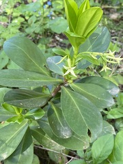 Daphne pontica