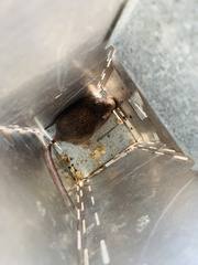 Heteromys irroratus