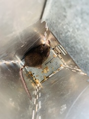 Heteromys irroratus