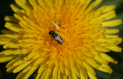 Halictus confusus