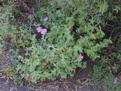 Cistus creticus eriocephalus