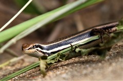 Trachylepis gravenhorstii