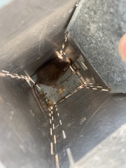 Heteromys irroratus