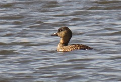 Thalassornis leuconotus