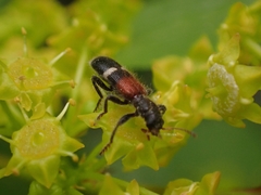 Opilo taeniatus