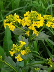 Barbarea vulgaris