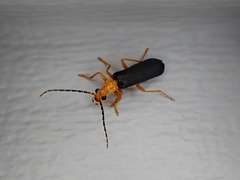Podabrus fayi
