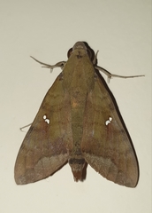 Nephele hespera