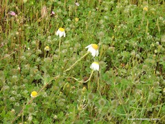 Trifolium hirtum