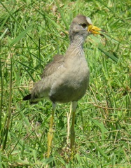 Vanellus senegallus lateralis
