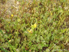 Leontodon longirostris