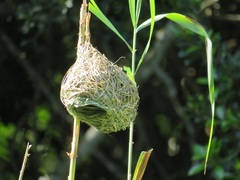 Ploceus subaureus subaureus