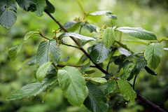 Frangula purshiana purshiana